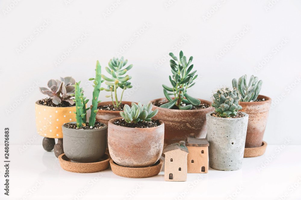 Succulents and Cactus in different clay pots on the white shelf. Scandinavian hipster home decoration.