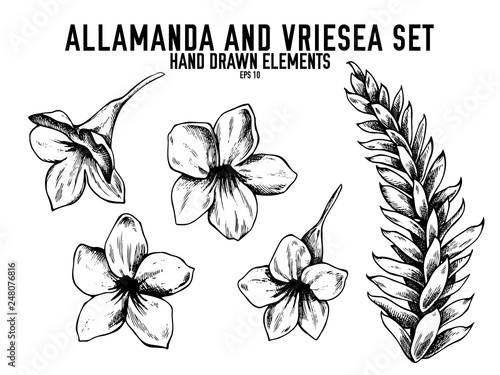 Vector collection of hand drawn black and white allamanda, vriesea