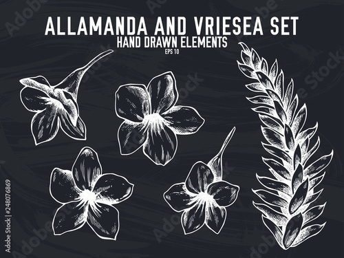 Vector collection of hand drawn chalk allamanda, vriesea