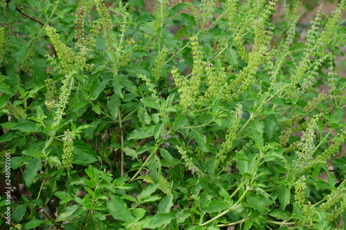 Holy Basil plant.