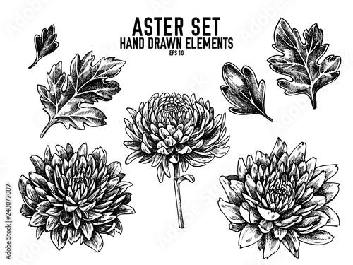 Vector collection of hand drawn black and white aster