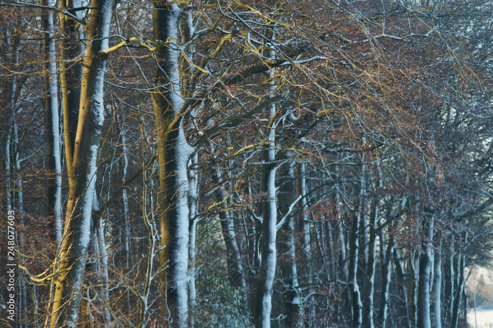 Fototapeta premium schnee, sonne, winter, landschaft