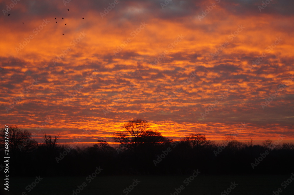 Fototapeta premium ptak, wschód słońca, niebo