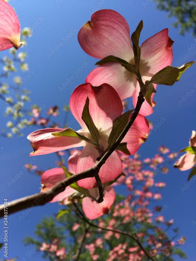 Obraz premium Pink Dogwood In Spring