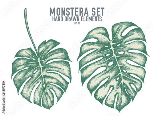 Vector collection of hand drawn pastel monstera