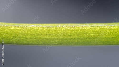 Plant/flower stem texture, macro