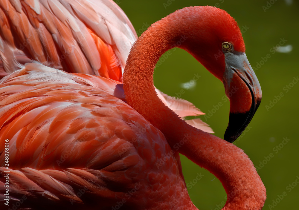 Obraz premium Flamingo close up with deep pink feathers, and green lake for background