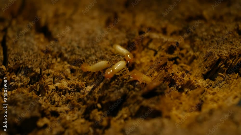 Termite Workers, Small termites, Dry-Wood Termites on the old wood rotting Termite Workers, Small termites, Dry-Wood Termites on the old wood rotting