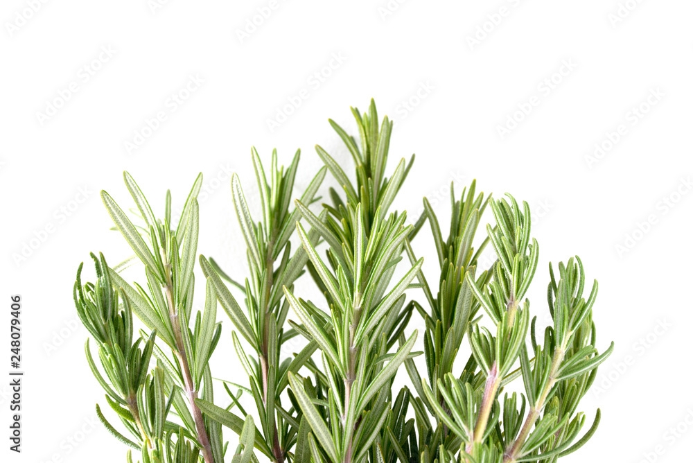 Fototapeta premium ローズマリー