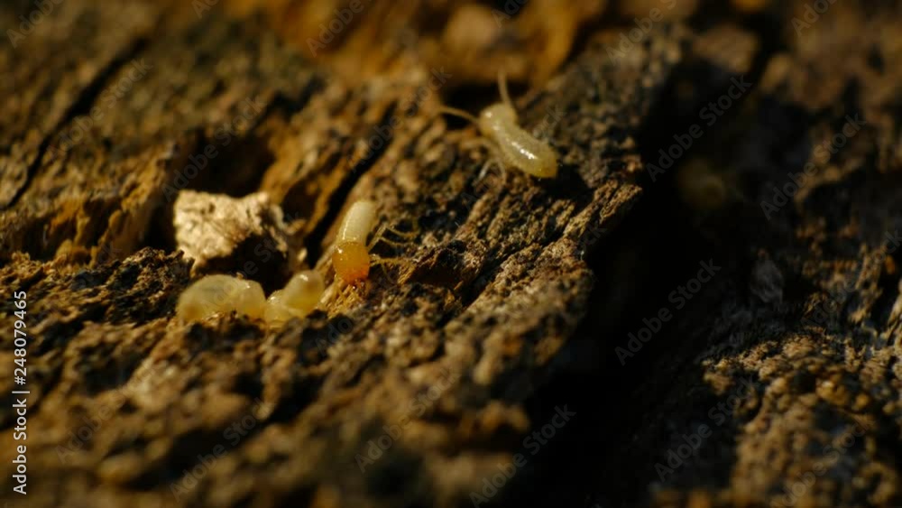 Termite Workers, Small termites, Dry-Wood Termites on the old wood rotting Termite Workers, Small termites, Dry-Wood Termites on the old wood rotting