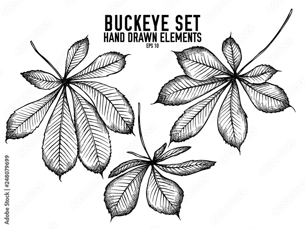 Vector collection of hand drawn black and white buckeye - obrazy, fototapety, plakaty 