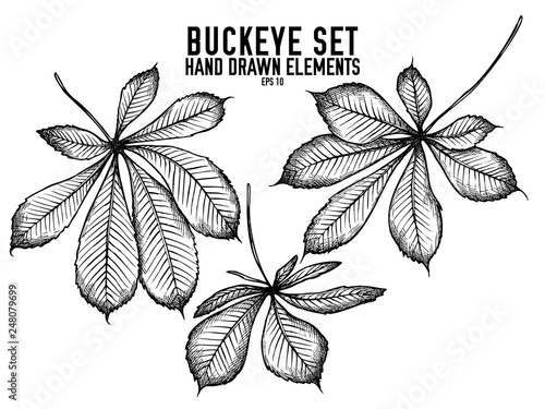 Vector collection of hand drawn black and white buckeye photo