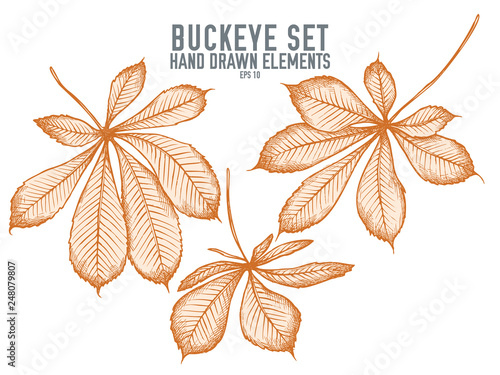 Vector collection of hand drawn pastel buckeye