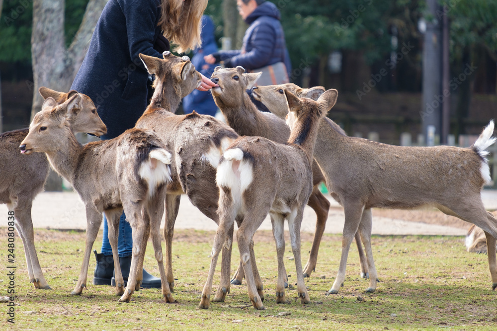 奈良公園 鹿せんべい 餌やり 冬 観光地 Stock 写真 Adobe Stock