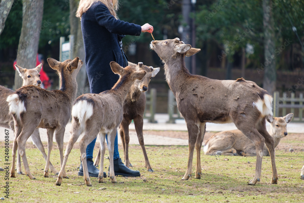 奈良公園 鹿せんべい 餌やり 冬 観光地 Stock 写真 Adobe Stock