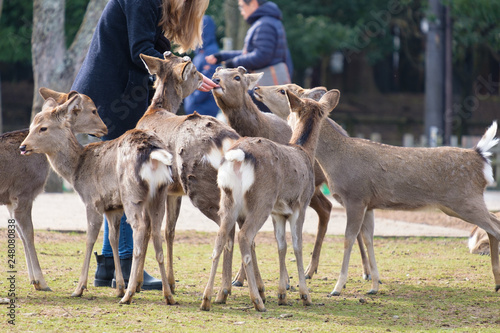 奈良公園 鹿せんべい 餌やり 冬 観光地 Stock Photo Adobe Stock
