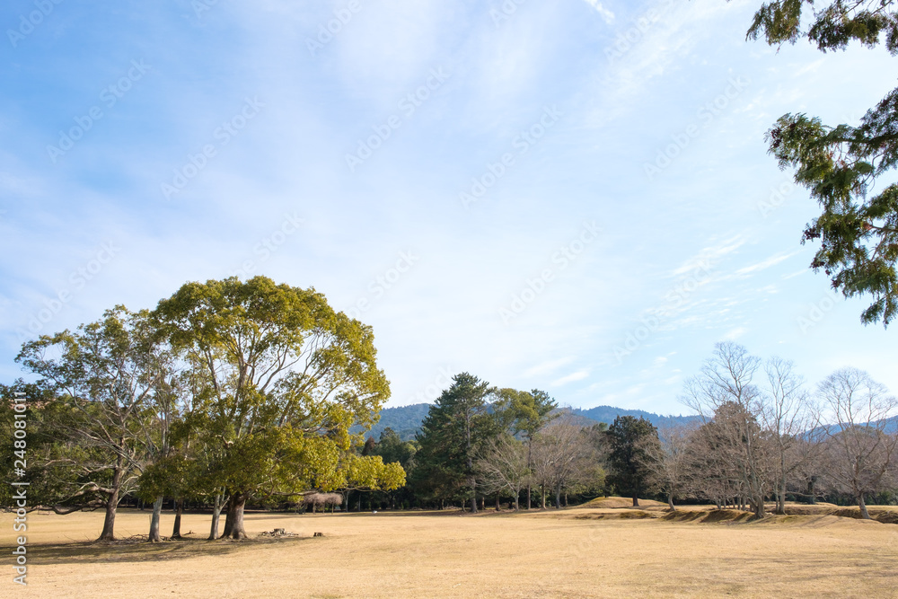 Fototapeta premium 奈良公園 飛火野 2019年1月