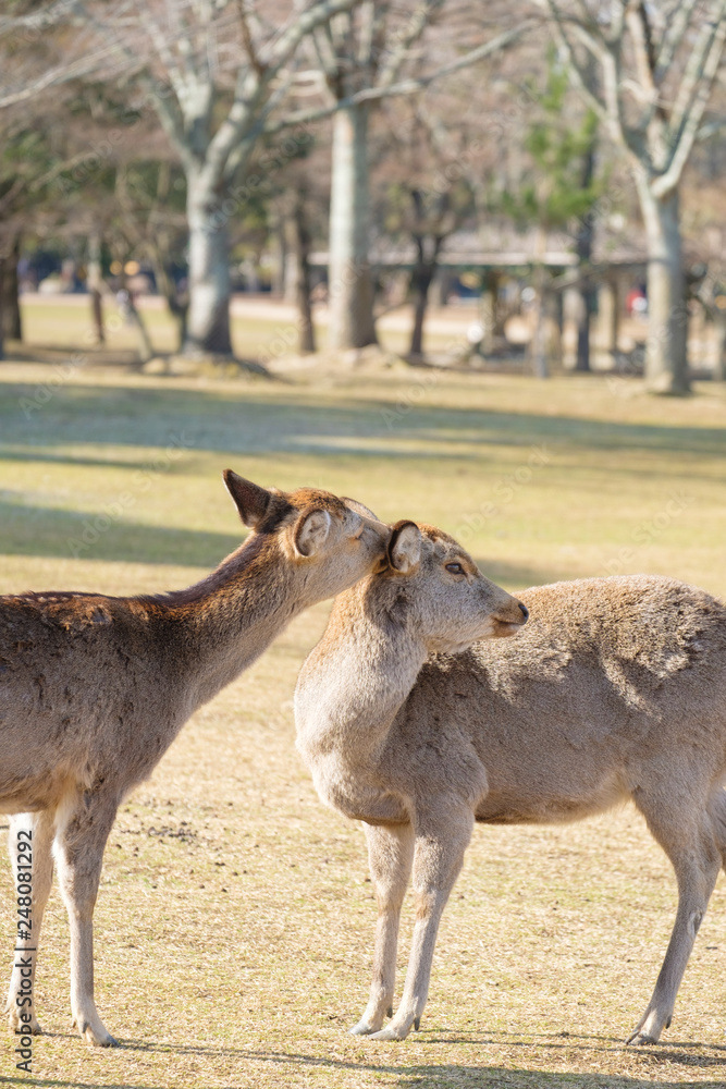 Fototapeta premium 奈良公園 鹿 冬 動物 観光地