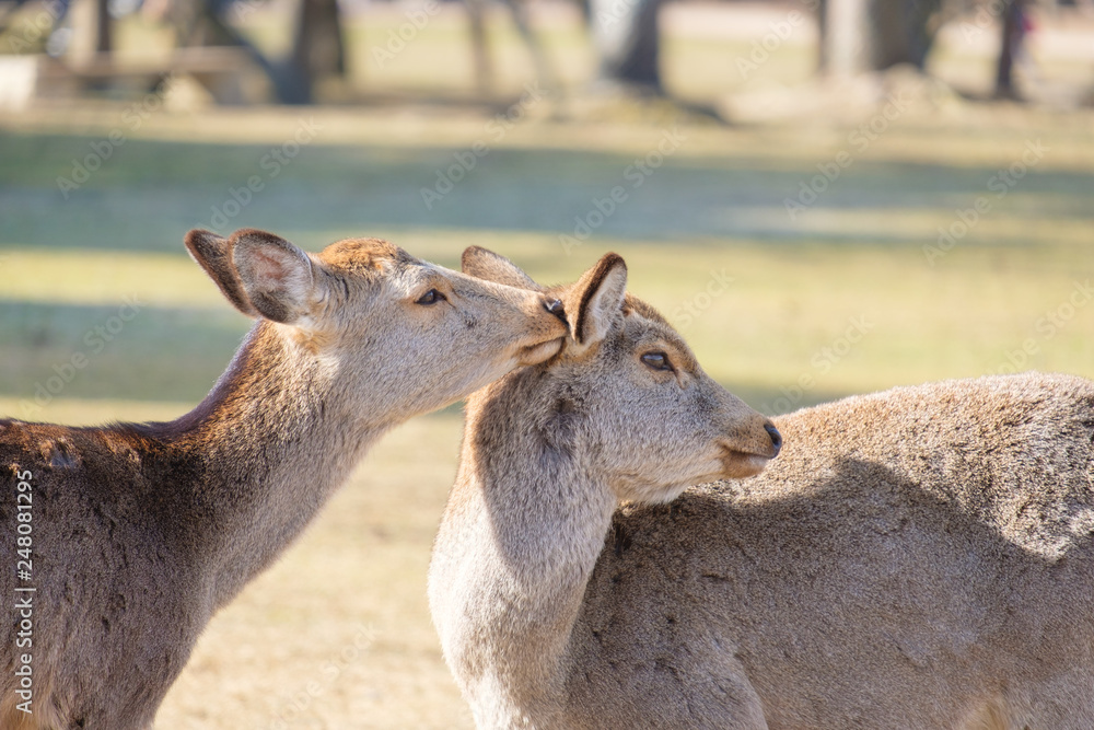 奈良公園　鹿　冬　動物　観光地