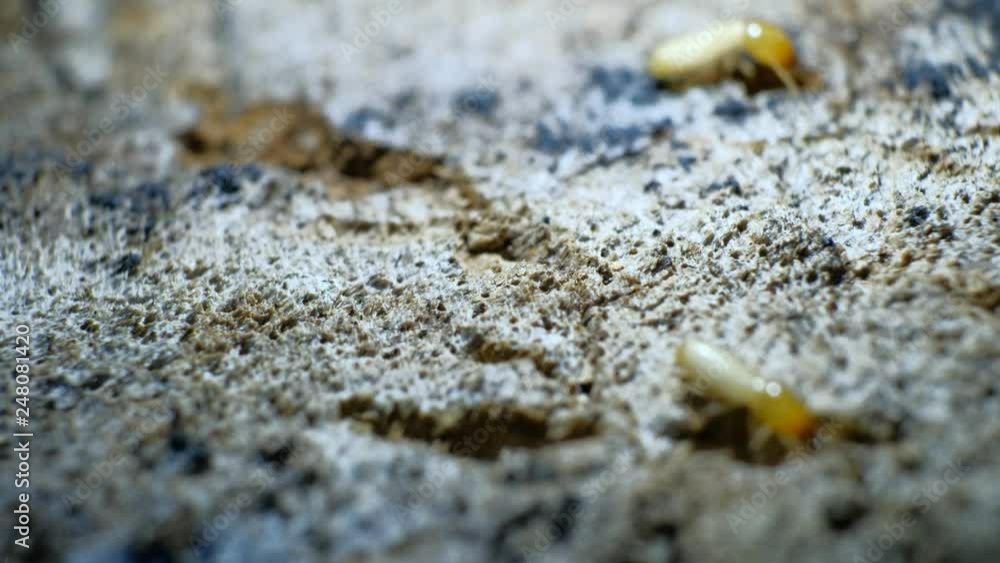 Termite Workers, Small termites, Dry-Wood Termites on the old wood rotting Termite Workers, Small termites, Dry-Wood Termites on the old wood rotting