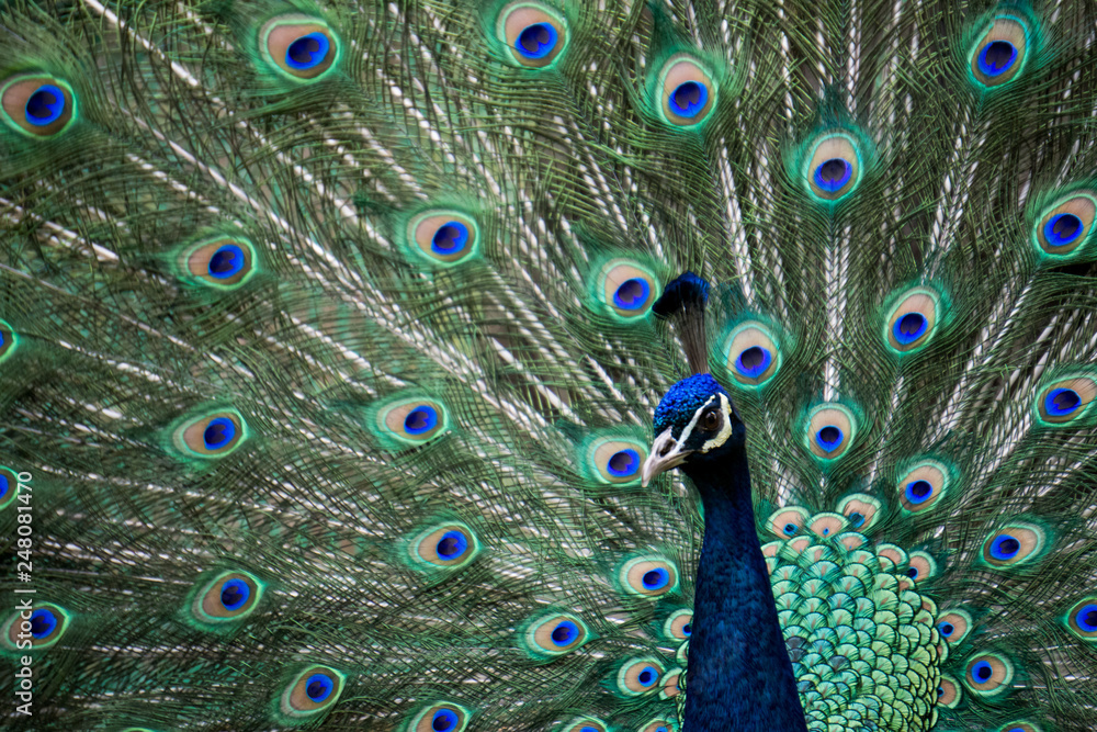 Fototapeta premium Pavo real exhibiéndose