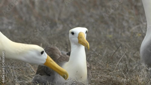 Galapagos Albratross aka Waved albatrosses mating dance courtship ritual on Espanola Island, Galapagos Islands, Ecuador. The Waved Albatross is an critically endangered species endemic to Galapagos. photo