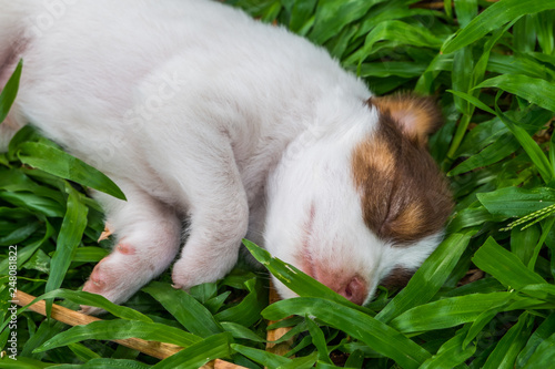  Sweet dreams cute puppy © Takorn