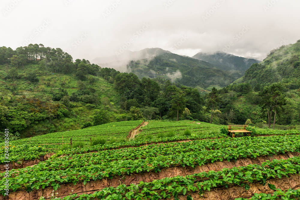 Misty view of strawberry field in slope at Doi Ang Khang, Chiang Mai, Thailand