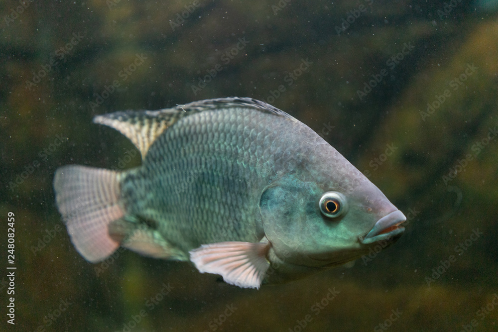 Underwater world with beautiful fish on rocks background. Underwater world with beautiful fish on rocks background.