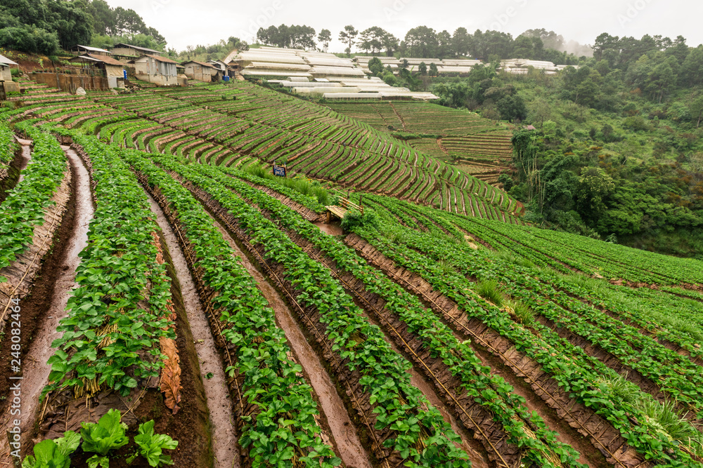 Misty view of strawberry field in slope at Doi Ang Khang, Chiang Mai, Thailand