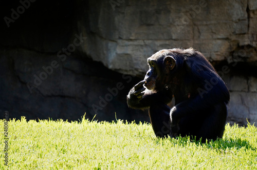 Chimpanzee (female) sitting on a rock background photo