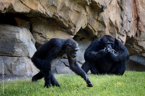two chimpanzees (male and female) sitting on a rock background photo