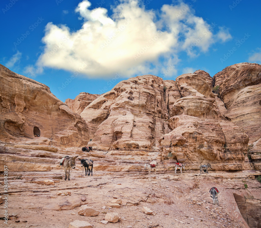 Donkeys in an ancient abandoned rock city of Petra in Jordan Donkeys in an ancient abandoned rock city of Petra in Jordan