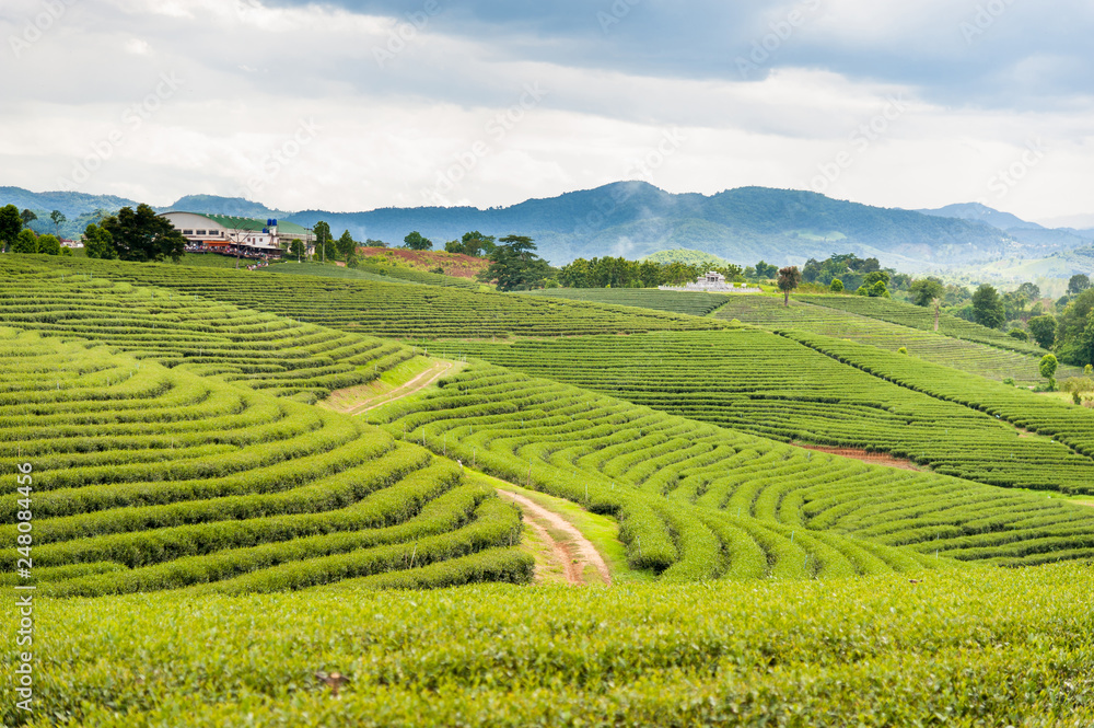 A beautiful tea plantation at Doi Mae Salong,  Chiang Rai, Thailand