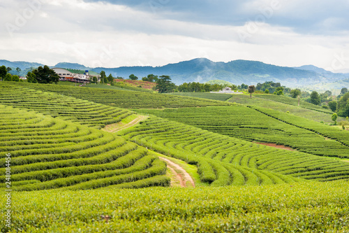 A beautiful tea plantation at Doi Mae Salong, Chiang Rai, Thailand