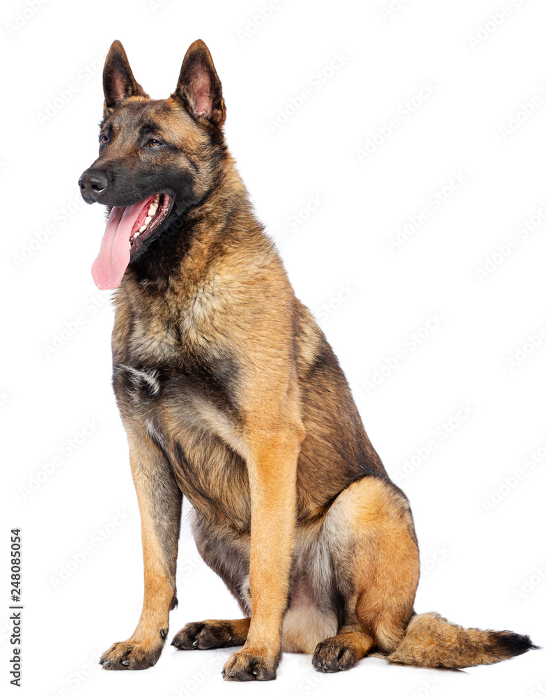 Belgian Shepherd Dog, malinois dog on Isolated White Background in studio