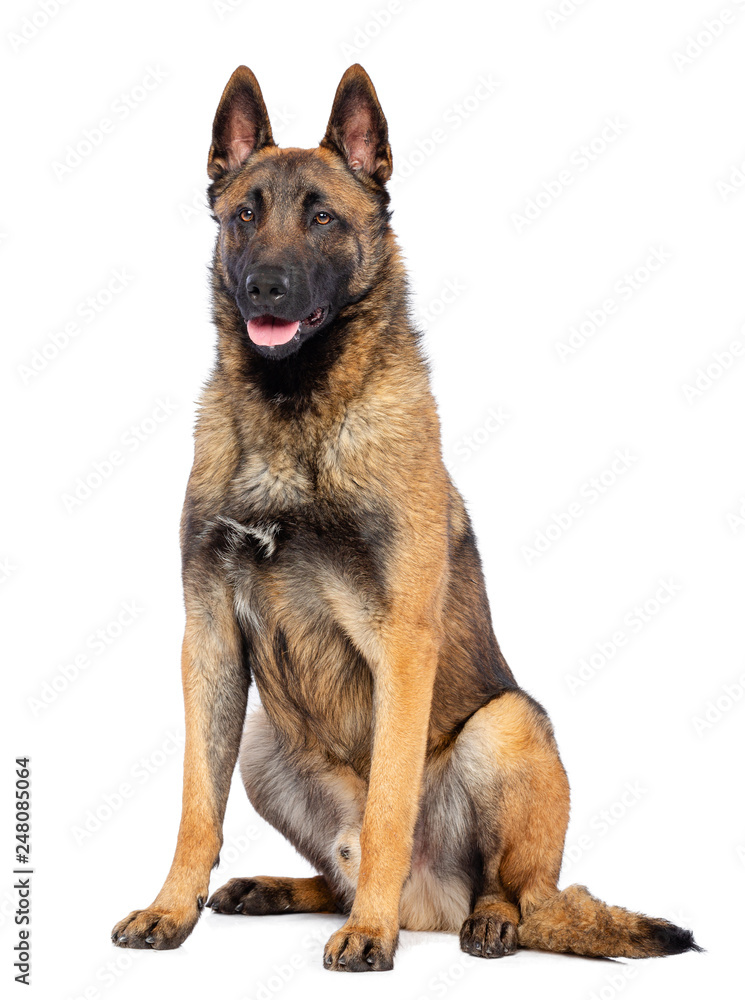 Belgian Shepherd Dog, malinois dog on Isolated White Background in studio