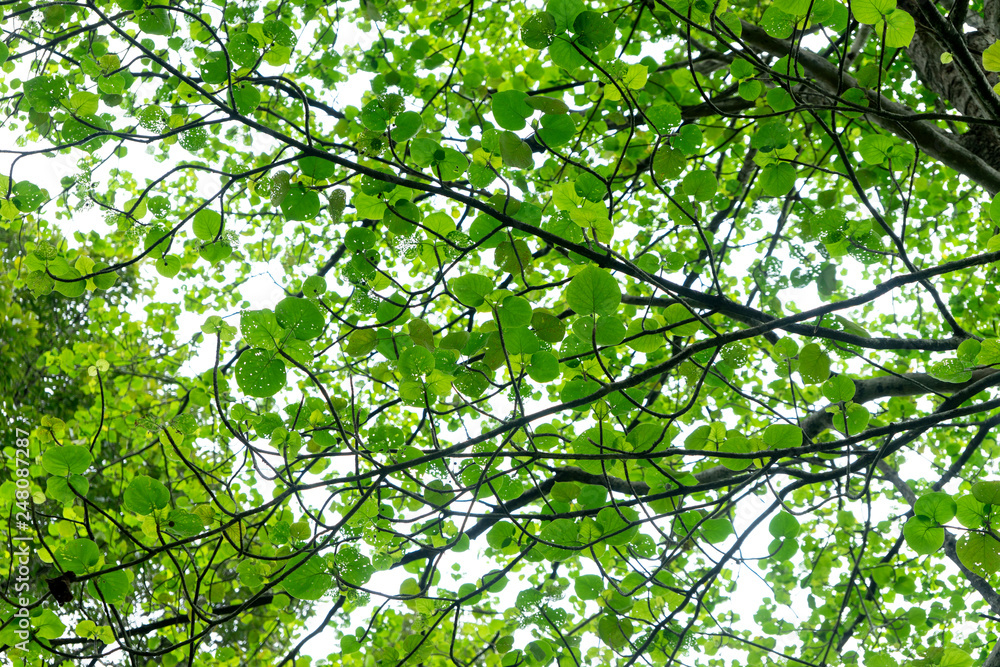 green leaf back light in the forest