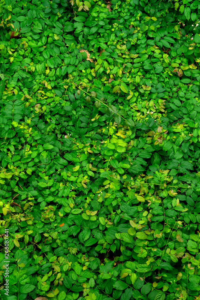image from top view green garden tree and green