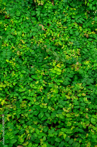 image from top view green garden tree and green