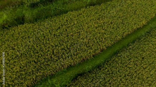 Low aerial shot above rice fields to reveal rice stacks and misty mountains in Bali, Indonesia, Slow Motion Aerial and Drone Footage of Asian Farming photo