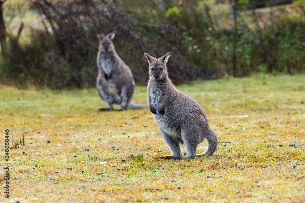 Naklejka premium Bennetts Wallaby on the grass