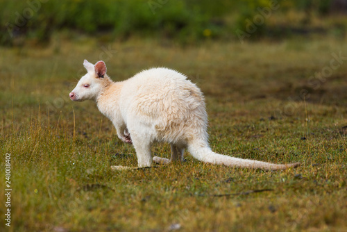 Albino Bennetts Wallaby on the grass