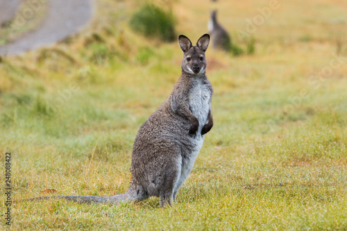 Bennetts Wallaby on the grass