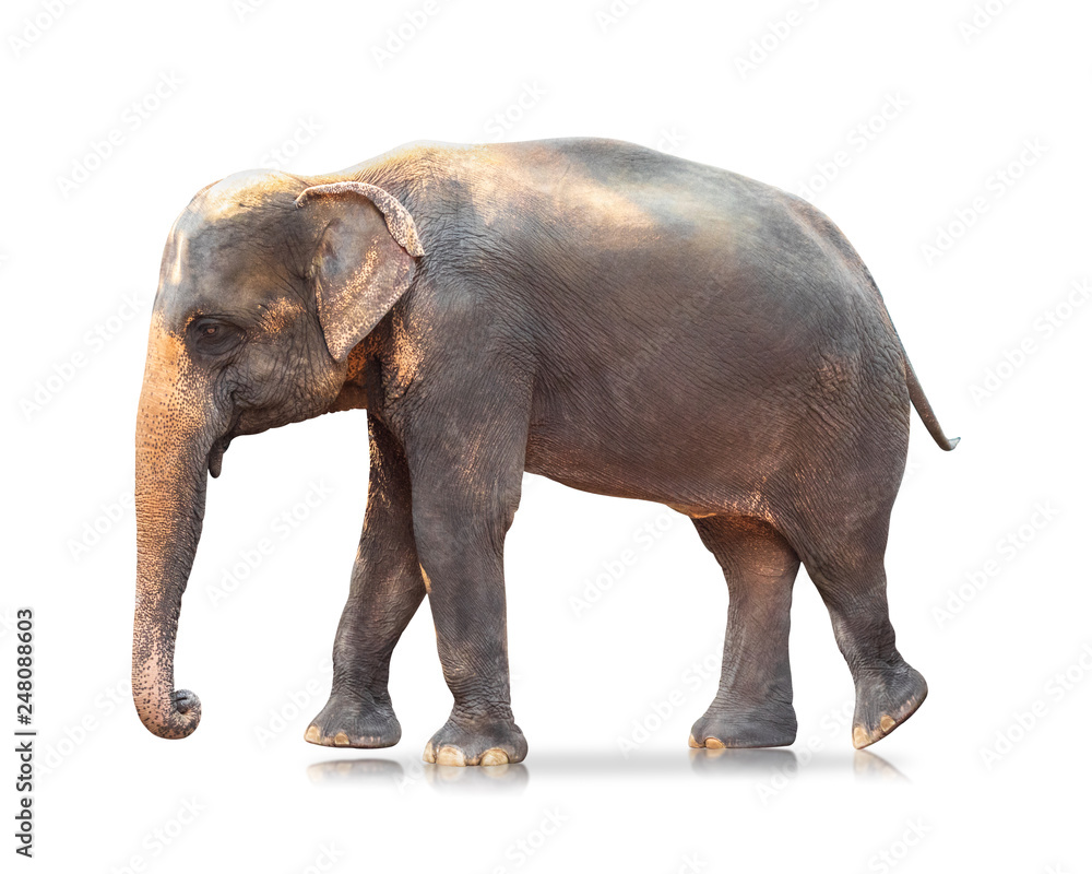 Elephant isolated on white background. Large mammals. ( Clipping path ) Elephant isolated on white background. Large mammals. ( Clipping path )