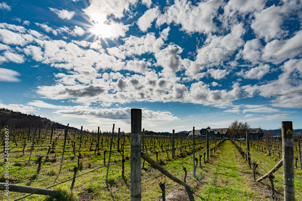 Sun shinning over a Tasmanian Vineyard