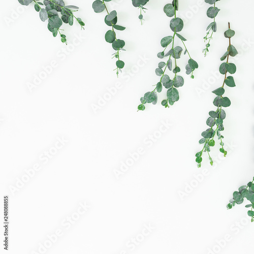 Floral pattern with eucalyptus leaves isolated on white background. Flat lay, top view