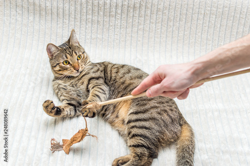 cat is played on the bed with the owner with the toy
