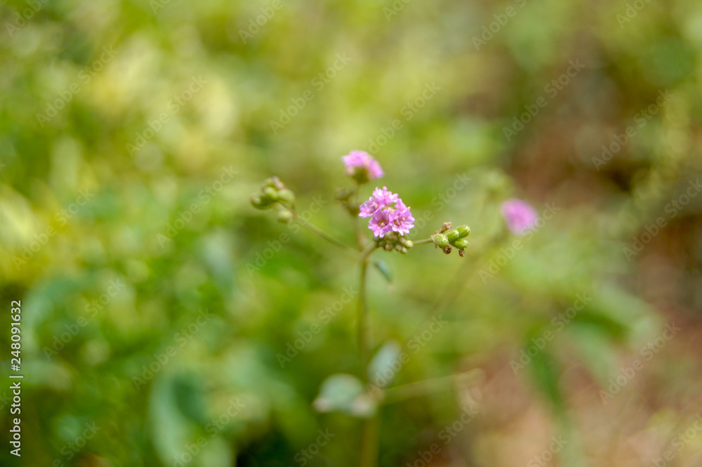 flowers on green background flowers on green background