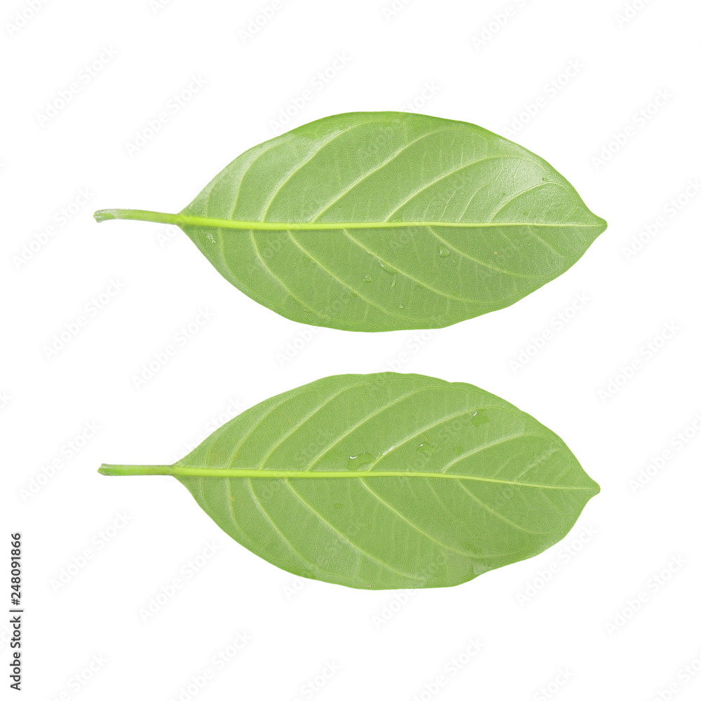 Green leaf isolated on white Green leaf isolated on white